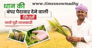 news paddy farming use advanced varieties of paddy you will earn more with the yield 1683522815