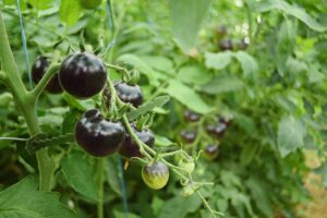 BLACK TOMATO FARMING